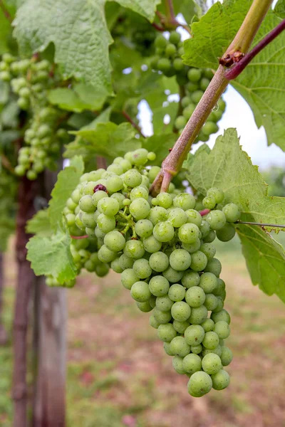 Een heleboel groene druiven op een struik — Stockfoto
