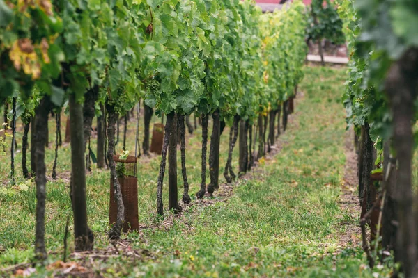 Элитный виноград растет рядами Стоковое Изображение