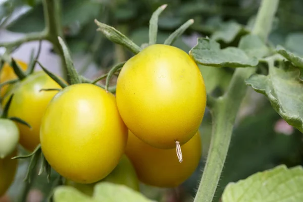 Os tomates crescem no jardim — Fotografia de Stock