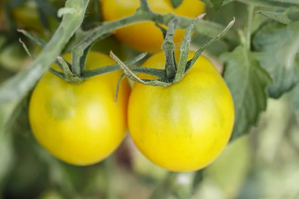 Bio rajčata na farmě — Stock fotografie