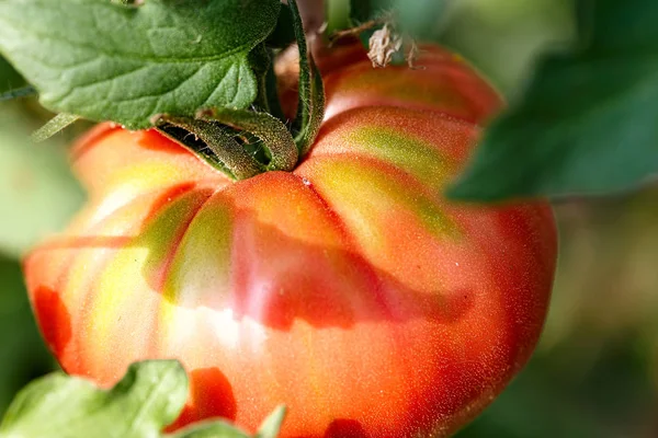 Os tomates crescem em um ramo — Fotografia de Stock