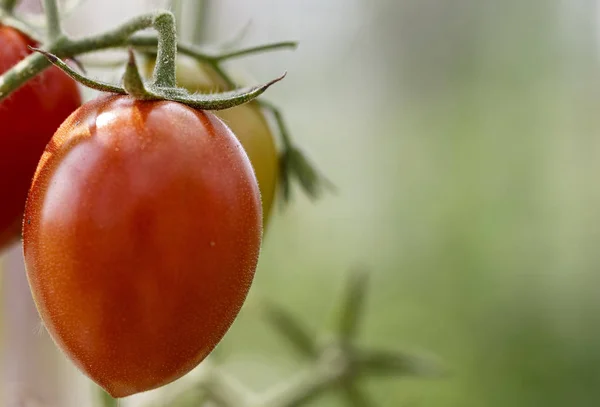 Os tomates crescem em um ramo — Fotografia de Stock