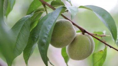 Yeşil dal taze yapraklar arasında şeftali