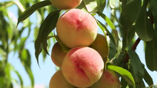 Duraznos maduros en un primer plano de la rama — Vídeos de Stock