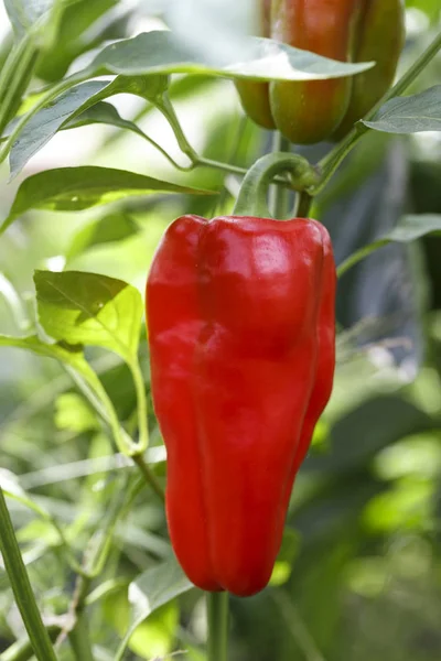 Červená paprika na větvi — Stock fotografie