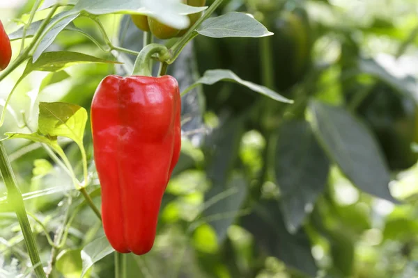 Červená paprika na větvi — Stock fotografie