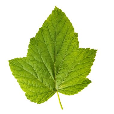 Beyaz bir arka plan üzerinde izole ahududu yaprağı