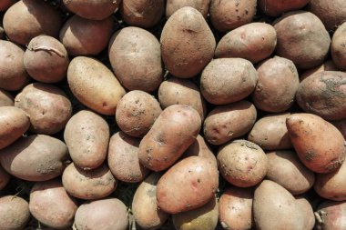 patates kırpma yakın çekim