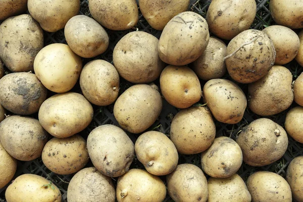 Szczelnie-do góry upraw ziemniaków — Zdjęcie stockowe