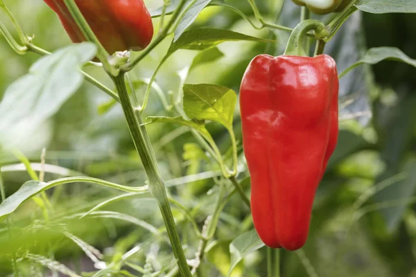 Červená paprika na větvi — Stock fotografie