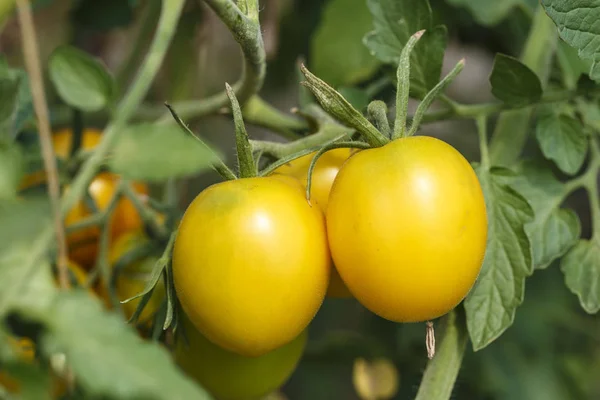 Os tomates crescem no jardim — Fotografia de Stock