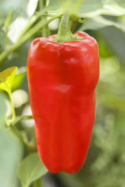Červená paprika na větvi — Stock fotografie