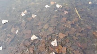 nehir boyunca yaprakları float