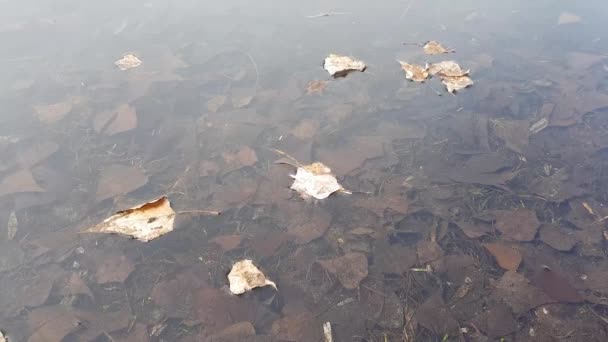 Озеро повені весни — стокове відео