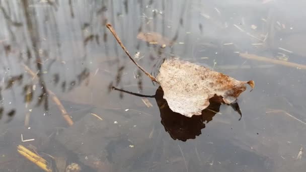 Folha amarela flutua no lago — Vídeo de Stock