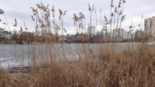 Giunco giallo in riva al lago — Video Stock