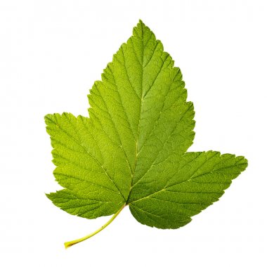 Beyaz arka plan üzerinde izole üzümü yaprağı