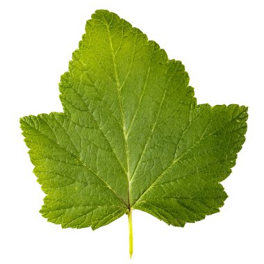 Beyaz arka plan üzerinde izole üzümü yaprağı