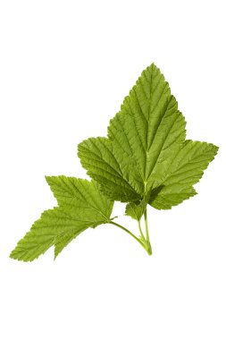 Beyaz arka plan üzerinde izole üzümü yaprağı