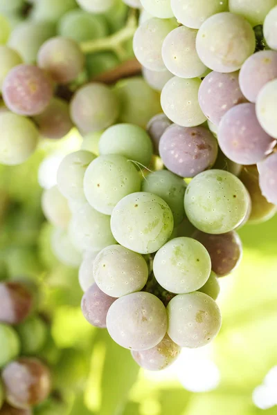 Groene druiven op een tak — Stockfoto