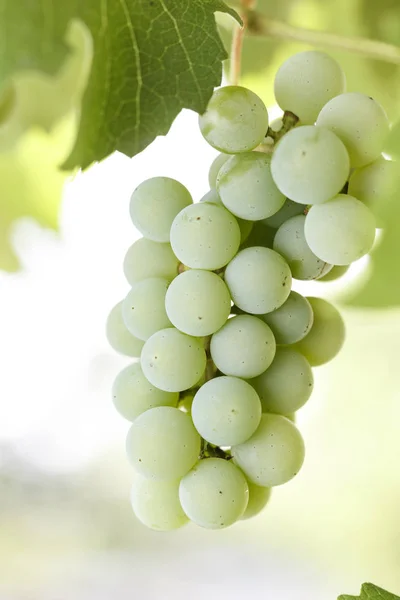 Een heleboel groene druiven op een struik — Stockfoto