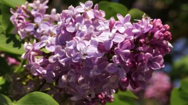 Çiçek açması leylak dalı