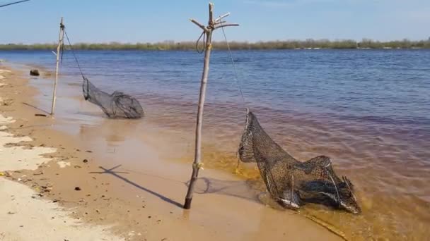 Beaucoup de poissons de rivière dans la cage — Video