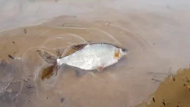 Ψάρια είναι κυμαινόμενο από την ακτή — Αρχείο Βίντεο