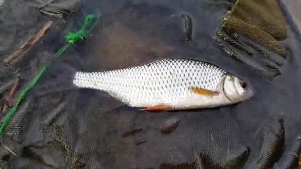 Fångad fisk i en bur — Stockvideo