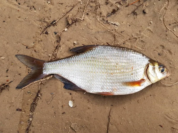 Pesca de captura. Pescado del río Blicca bjoerkna — Foto de Stock