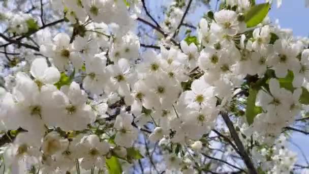 Floração de primavera de uma árvore — Vídeo de Stock