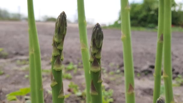 Germogli Asparagi Verdi Crescono Giardino — Video Stock