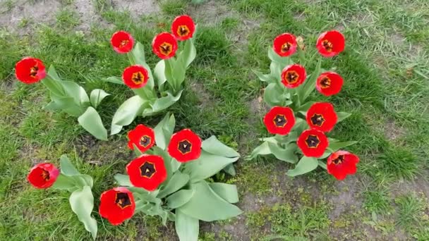 Many tulips grow — Stock Video