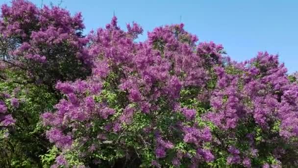 緑の葉の緑豊かなブッシュに紫色のライラックの花 シーズン開花ライラック — ストック動画