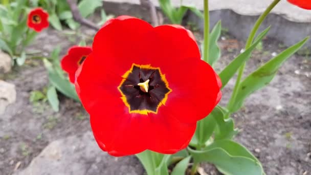 Tulipanes Rojos Florecen Jardín Fondo Fresco Primavera — Vídeo de stock