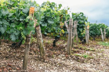Birçok üzüm çalılar bağladı