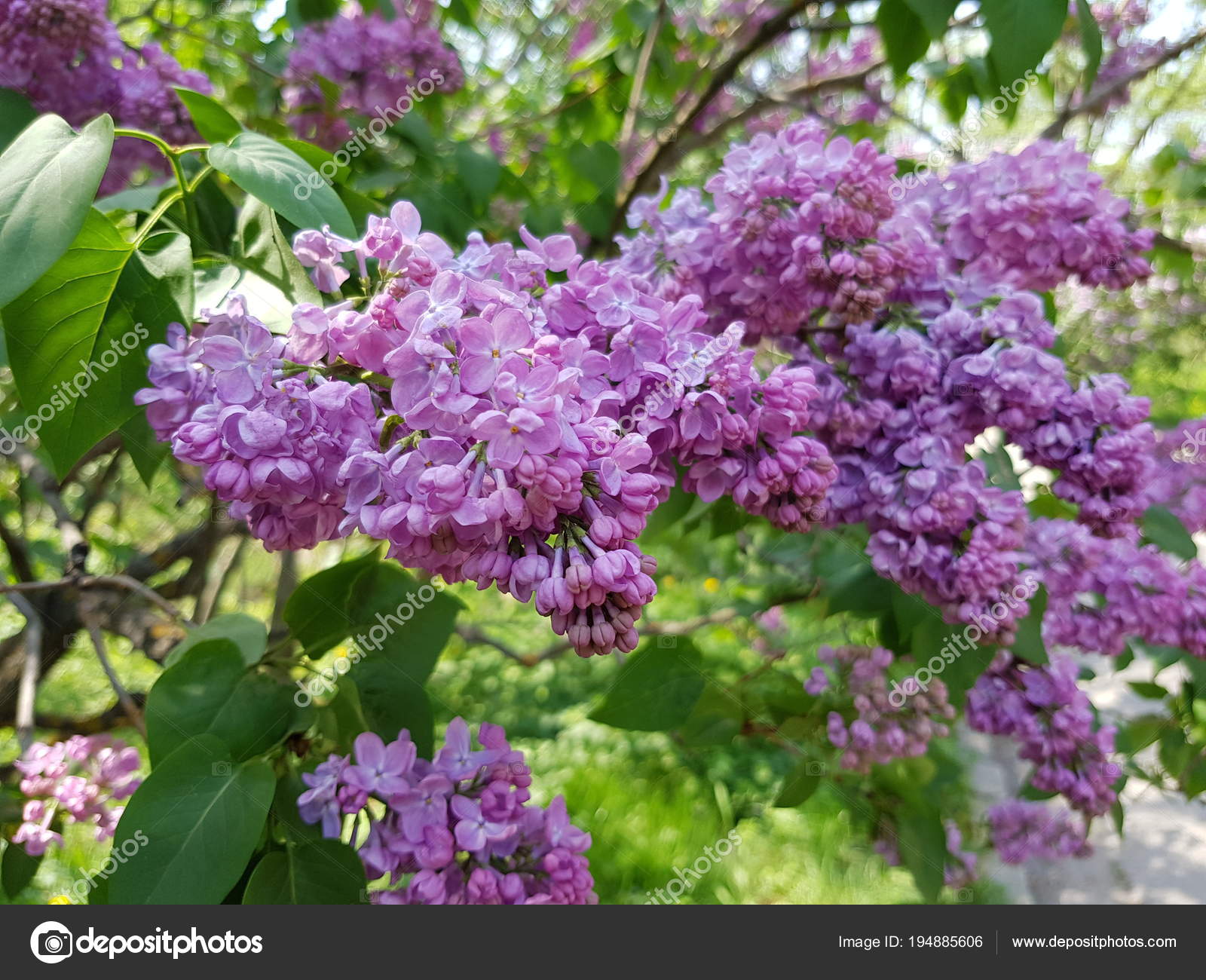 Flowering Purple Lilacs Stock Photo Image By C Alexshyripa
