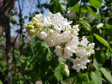 Beyaz leylak çiçekleri