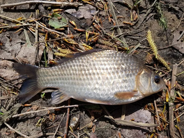 Речная рыба распятая на пляже — стоковое фото