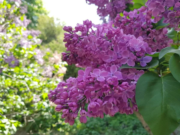 Fleurs lilas sur une branche — Photo