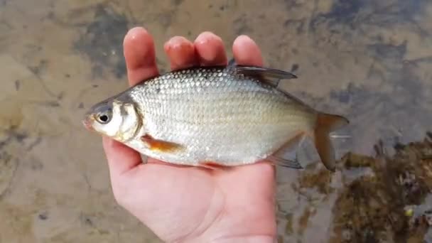 Pescado en la mano de los pescadores — Vídeos de Stock