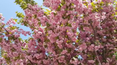 Sakura pembe çiçekler çiçek açar.