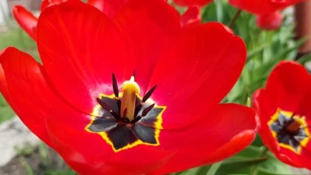 Los tulipanes rojos florecen en el jardín — Vídeos de Stock