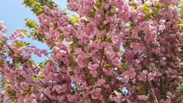 Sakura bloeit roze bloemen — Stockvideo