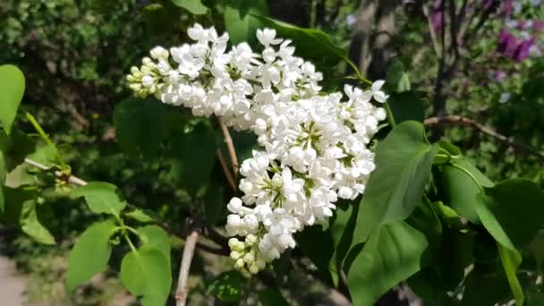 White lilac blossoms — Stock Video