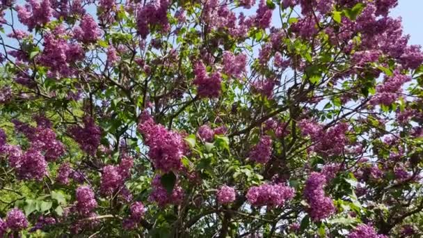 Purpurowe kwiaty bzu — Wideo stockowe