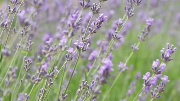 Primer plano flores de lavanda — Vídeos de Stock