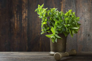 Bir harç içinde taze nane