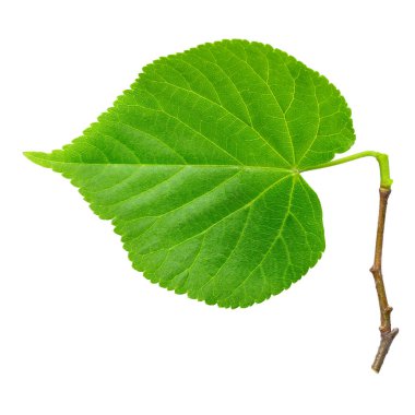 ıhlamur yaprağı üzerinde beyaz izole. 