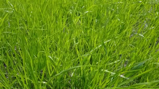 herbe sur une pelouse verte gros plan 